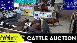 8/15/2023 - Beaver County Stockyards Livestock Auction