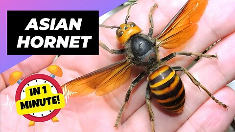 Asian Hornet - In 1 Minute! 🐝 One Of The Most Dangerous Insects In The World | 1 Minute Animals