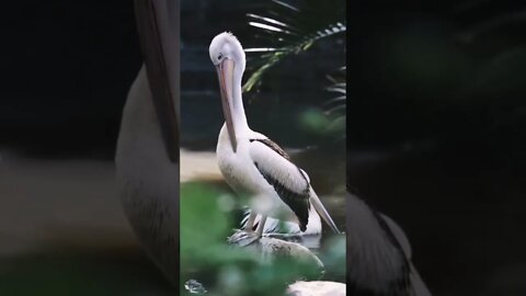 Pelican / Beautiful birds / Пеликан # Nashvi #birds #pelicans