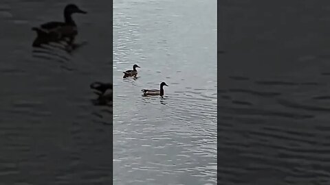 Ducks On Lake Livingston #riverside #texas #shortsfeed #ducks #pleasesubscribe #shortsviral