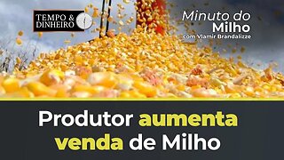 Produtor aumenta venda de Milho