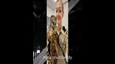 Virginia Officer Rescues Owl #shorts