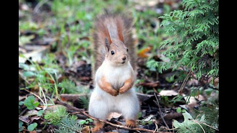 Squirrel Eating Squirrel Eating Squirrel Eating