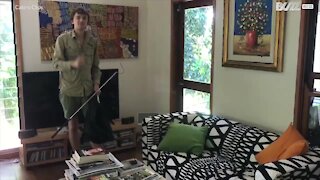 Kæmpe pyton fanget på en sofa i Australien