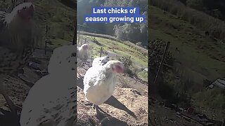 Farm surveillance. Free range chicks growing up