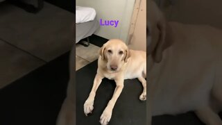 [Shorts 0091] LUCY [#dogs #doggos #doggies #puppies #dogdaycare]