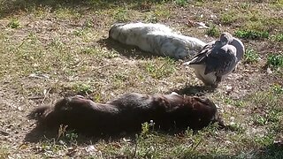 THIS GOOSE LIKES TO SLEEP WITH THESE TWO DOGS (10/22/23) 🎶