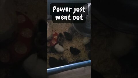 Chicken Brooder - Powers Out #Shorts