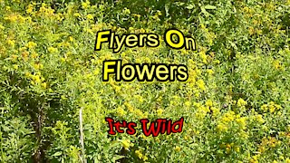 Flyers On Flowers