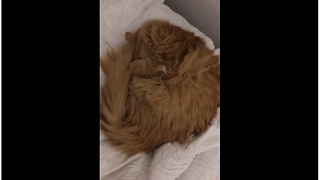 4 cats sleep on bed in exact same position