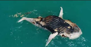 Sharks and crocodiles share a humpback whale