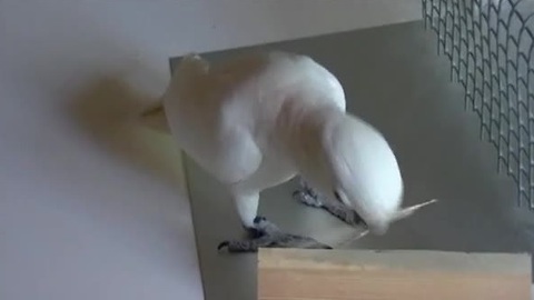 Cockatoos learn carpentry skills from peers