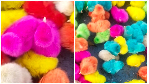 Colorful chicks for sale on the roadside