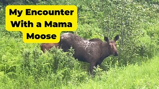 My Encounter with a Mama Moose