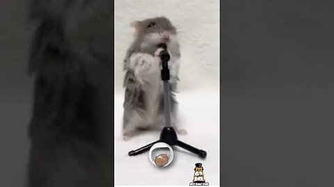 Hilarious Hamster Sings the Hamster Dance