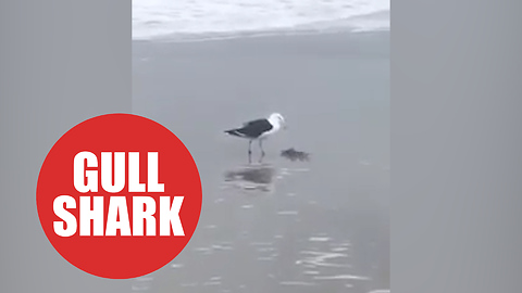 Moment greedy seagull scoffs baby shark in a single bite