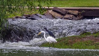 Herons at the Spillway, Sony A1/Sony Alpha1, 4k