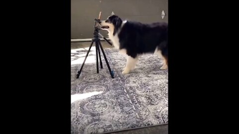 A dog blogger is dancing in front of the camera