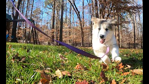 One stick, two dogs!