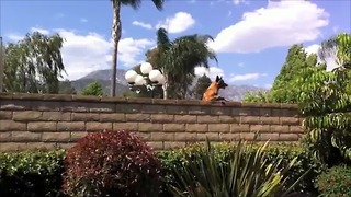 Nosy neighbor dog repeatedly jumps to see over wall