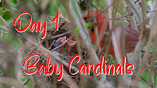 Baby Cardinals Fed & Cared for by Mom & Dad
