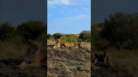 Lion Family Pose For Pictures #shorts | #ShortsAfrica