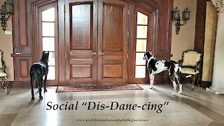Social Distancing Great Dane Watch Dogs Thank Delivery Drivers