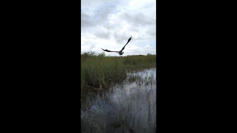 Air boat spooks Great Blue Heron