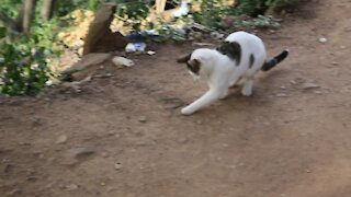 SOUTH AFRICA - Durban - Cat plays with a snake (Videos) (V5L)