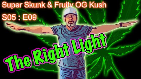 S05 E09 Super Skunk / Fruity OG Kush Organic Cannabis Grow (Anniversary Edition): Cannabis Lighting