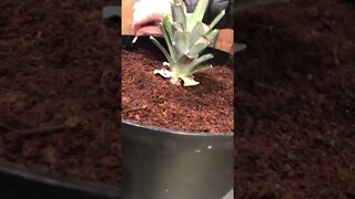 Growing SPONGEBOB a NEW HOME! 🍍🍍🍍 #shorts #viral #trending #tiktok