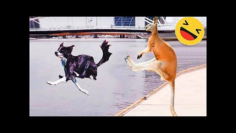 Funniest Cats And Dogs Videos 😁 - Best Funny Animal Videos 2023 🥰