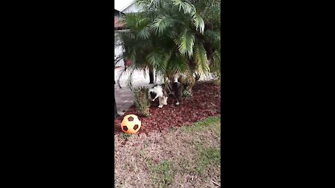 Luna the Sheepadoodle is just walking around.