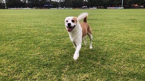 The beast💚 🐶💚