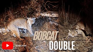 Bobcat Double - Eason Season
