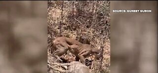 UNLV student stumbles upon mountain lion eating deer at Mount Charleston