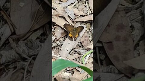 Australian Butterfly (Gorgeous!)