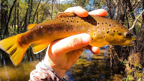 Catching Trout with the Rapala Ultra Light Minnow