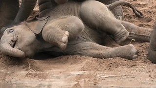 Siblings encourage fallen baby elephant to stand up