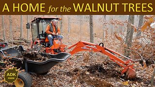 A FINAL Home for the BLACK WALNUT Trees - 6 Moves in 4 Years!