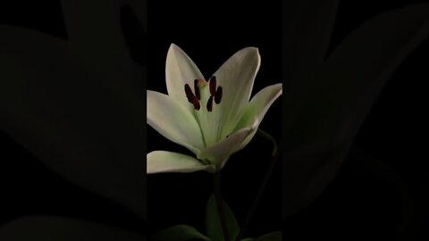 White lilies bloom lapse # Shorts