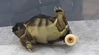 Disabled turtle gets skateboard wheels and walks again