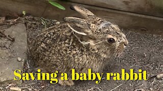 Saving a Baby Bunny that fell in a window well