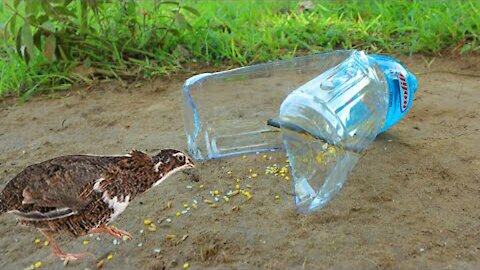 How to Make Simple Bird Trap Using Plastic Water Bottle - Creative best Bird Trap