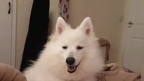 Puppy Hilariously Tries To Get Owner Out Of Bed