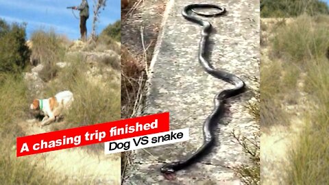 dog ​​VS beautiful snake