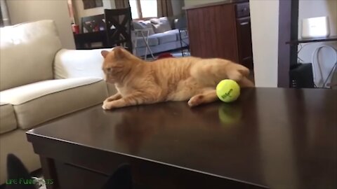 Dog Can Take Ball From Cat 😂🤣