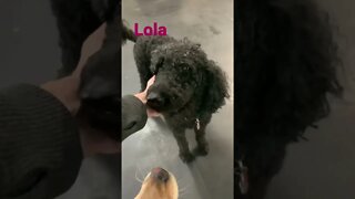 [Shorts 0174] LOLA [#dogs #doggos #doggos #puppies #dogdaycare]