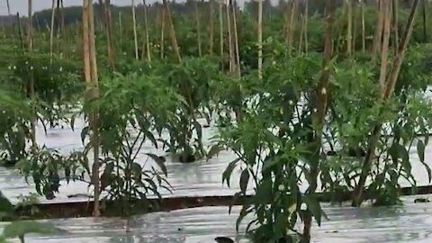 green chili garden