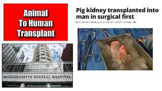 Animal To Human Transplant Kidney Grown In Pig